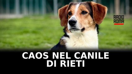 Il canile di Rieti è nel completo caos, Stop Animal Crimes si appella al sindaco e alla procura