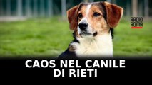 Il canile di Rieti è nel completo caos, Stop Animal Crimes si appella al sindaco e alla procura