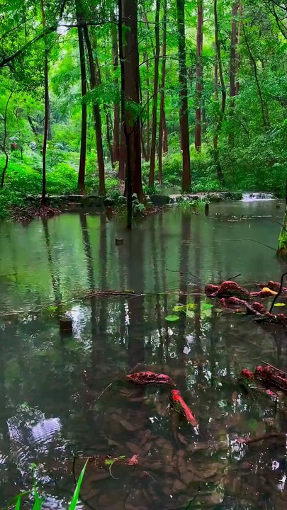 Hupao Park, Hangzhou, China / Parc Hupao, Hangzhou, Chine