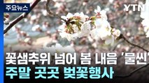 꽃샘추위 넘어 봄 내음 '물씬'...이번 주말 곳곳 벚꽃 행사 / YTN