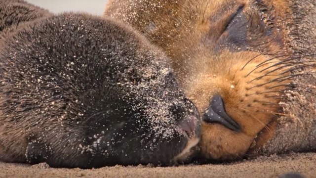 Otaries des Galápagos Bande-annonce VO STFR