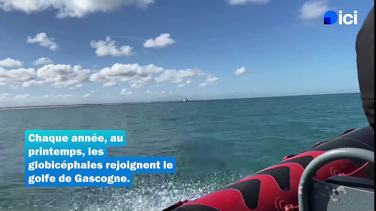 Capbreton : la saison des globicéphales près du gouf