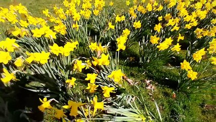 Th Croft , Aldridge,  in the sun.