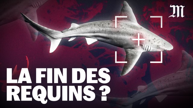 Les inquiétants ravages de la chasse au requins dans les eaux de l’océan Indien