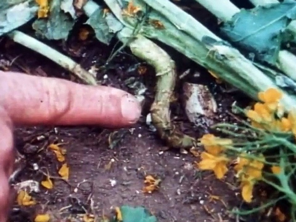 Unsolved Mysteries (1987)  S02E15