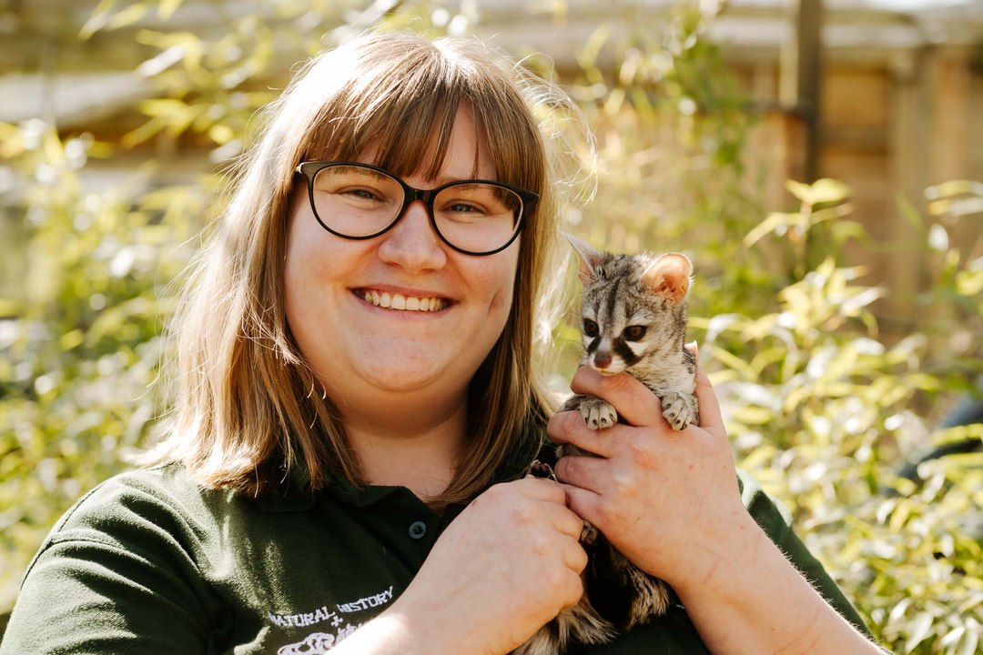 Exotic Zoo in Telford Prepare To Celebrate World Civet Day!