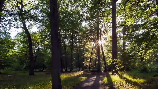 Did You Know That The Forest Floor Makes Different Noises Depending On Its Health