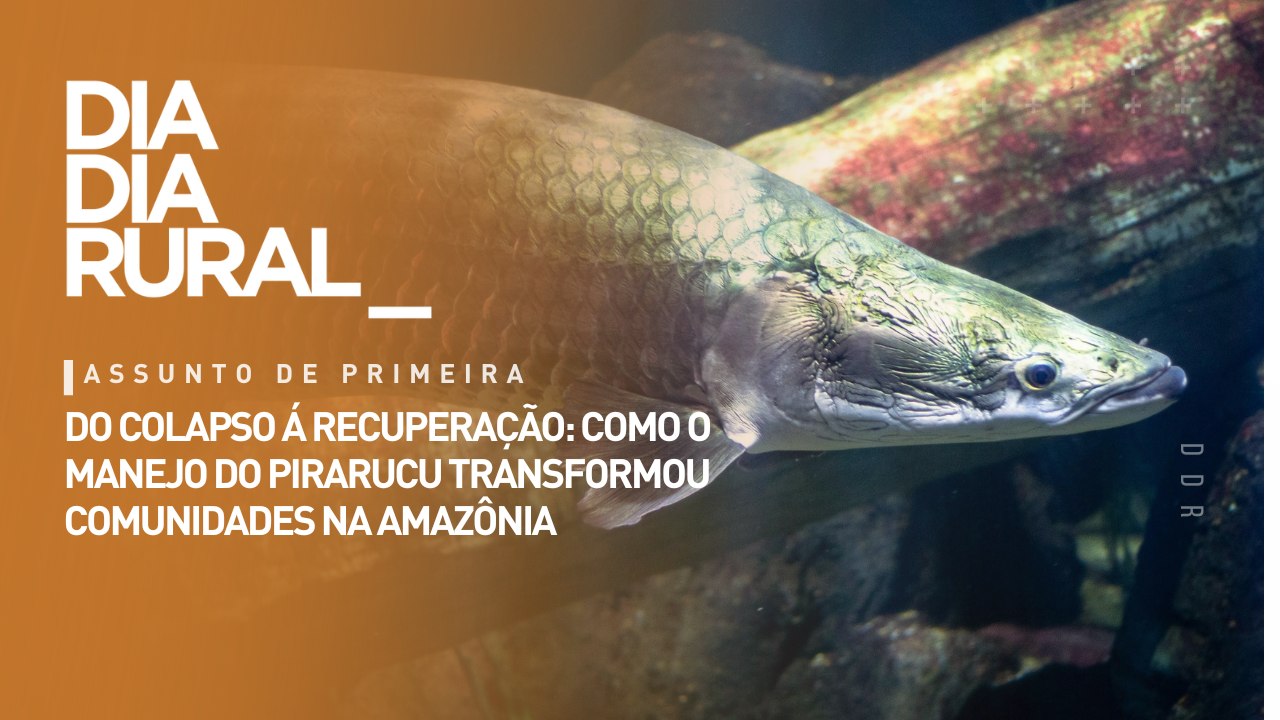 Do colapso á recuperação: como o manejo do pirarucu transformou comunidades na amazônia