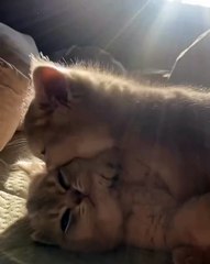 Welcome to the purrfect corner of the internet! 🐾 In this exciting video,