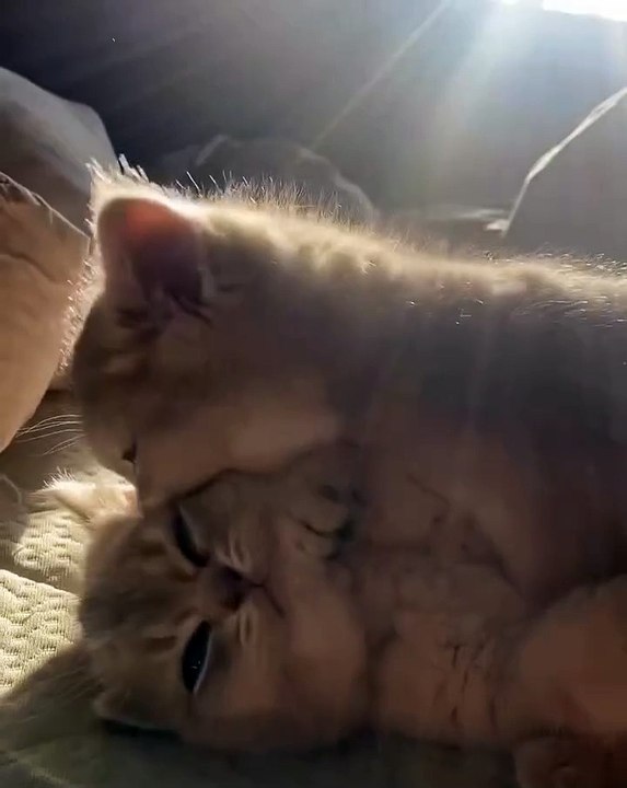 Welcome to the purrfect corner of the internet! 🐾 In this exciting video,