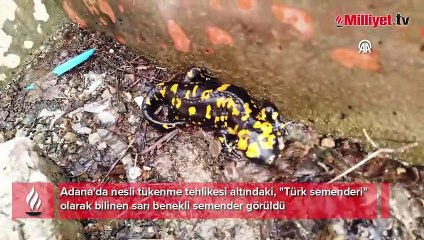 Nesli tehlike altındaki sarı benekli semender görüldü