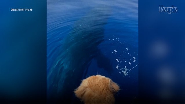 See the Moment a Barking Golden Retriever Attracts a Whale and Meets the Giant Creature Face to Face