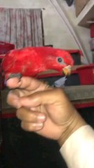 small parrot baby red