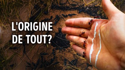 Pourquoi vous devriez avoir beaucoup plus peur des fourmis