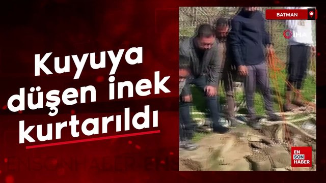 Batman'da kuyuya düşen inek halatla çıkartıldı