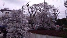 近所の桜が満開でした
