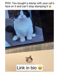 🐱✨ Welcome to the purr-fect corner of the internet! In today’s whimsical j
