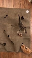 Kittens Play Whack-A-Mole