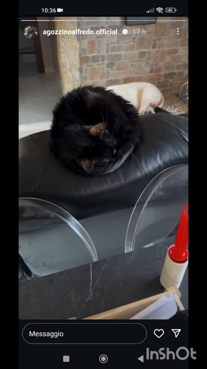 i miei cuccioli
