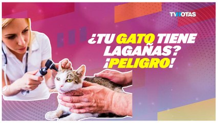 Ojo con las lagañas de tu michi: podrían ser un problema