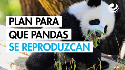Zoológico de Copenhague lanza plan para fomentar la reproducción de sus pandas
