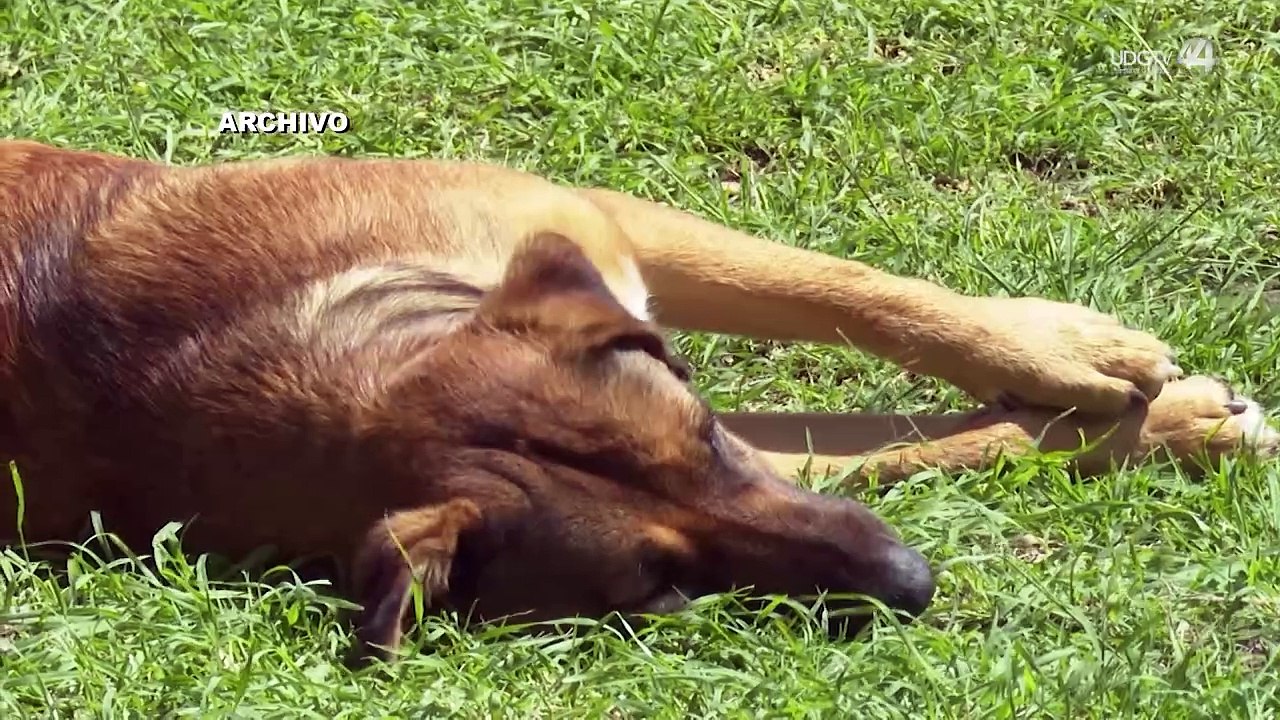 Iniciativa para crear una nueva Ley Animal incluye a abejas, toros de lidia, peces y gallos de pelea