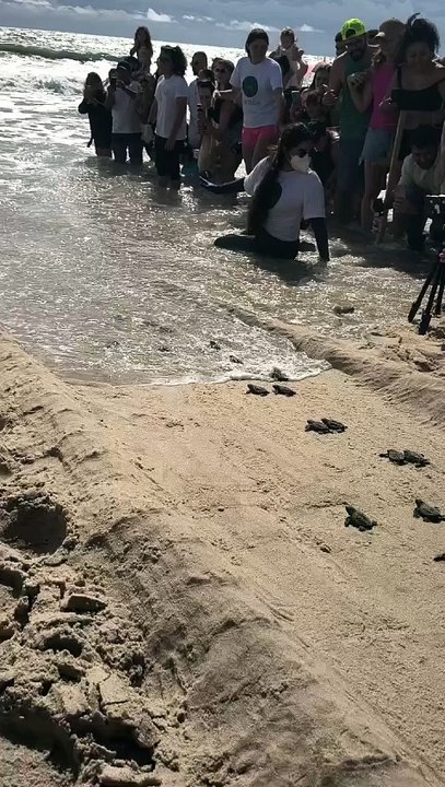 Tartarugas caminham para o mar na Praia do Futuro