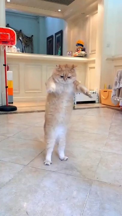 Skipping 😺 cat