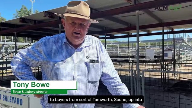 Maitland weaner market soars as Trump's tariffs fail to shake buyer confidence
