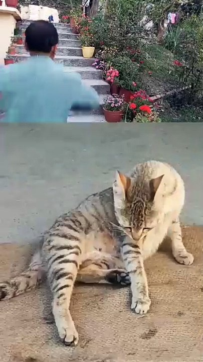 Funy