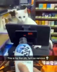 🐾 Welcome to a purr-fectly pawsome journey through the world of #CatsofIns