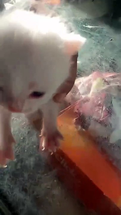 Cat babys