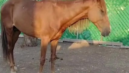 Rescatan a Jacinto, el caballo víctima de maltrato en Juchitán