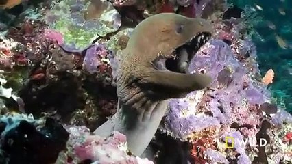 Underwater Killers (Full Episode) _ World's Deadliest