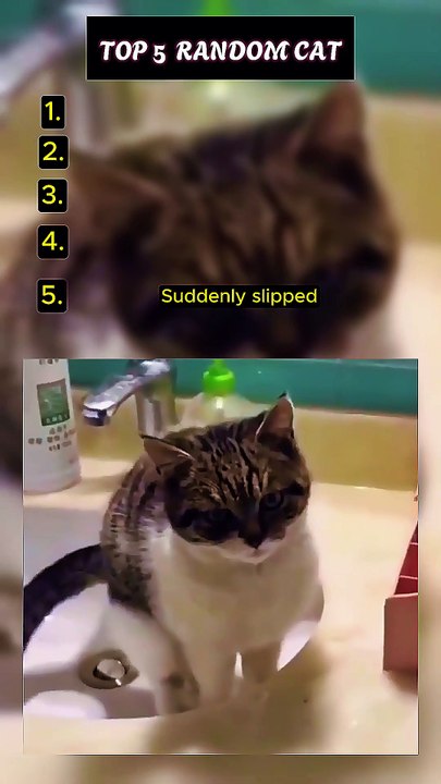 Top 5 Random Cat Video