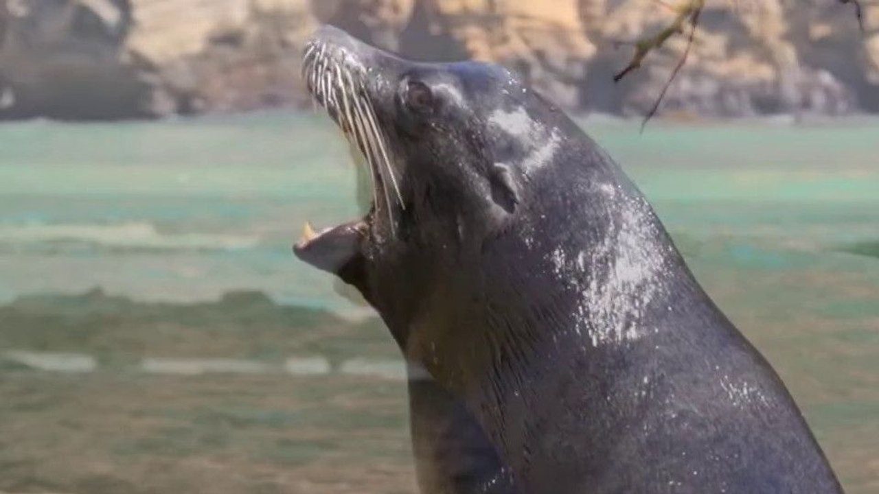 Seelöwen auf Galápagos Trailer (2) OmdU