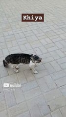 __Kiyan....__ #comedy #funny #sanjaymuryacomediyan #cat #lover @Star_14672