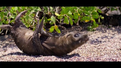 Seelöwen auf Galapagos - Trailer (Deutsche UT) HD