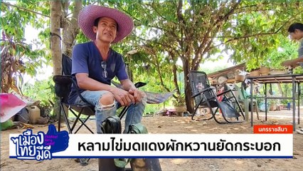 หลามไข่มดแดงผักหวานยัดกระบอก | เป็นข่าวเล่าเรื่อง | 03 เม.ย. 68 | PART 3