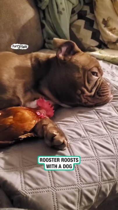 A dog and his rooster