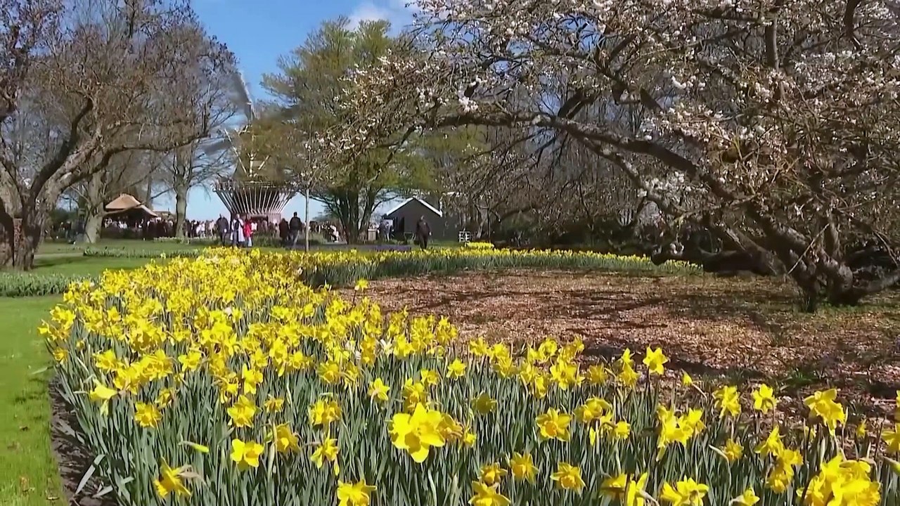 "La folie des tulipes" : les jardins de Keukenhof, la coqueluche des réseaux sociaux au printemps
