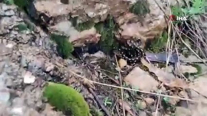 Nesli tükenmek üzere olan o hayvan Elazığ’da görüldü