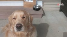 Ein Golden Retriever überwacht einen Lieferanten: Doch nichts läuft wie geplant (Video)