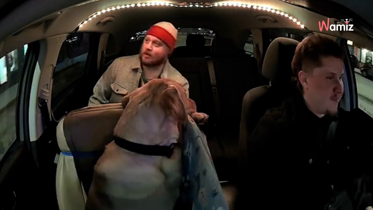 After saying goodbye to his dog, he gets into an Uber and instantly finds comfort