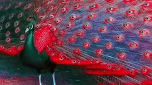 Saleemoffical presentation -Peacock colorfull-#trending