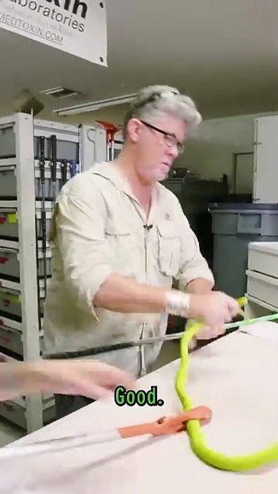 Green Mamba Venom Milking!