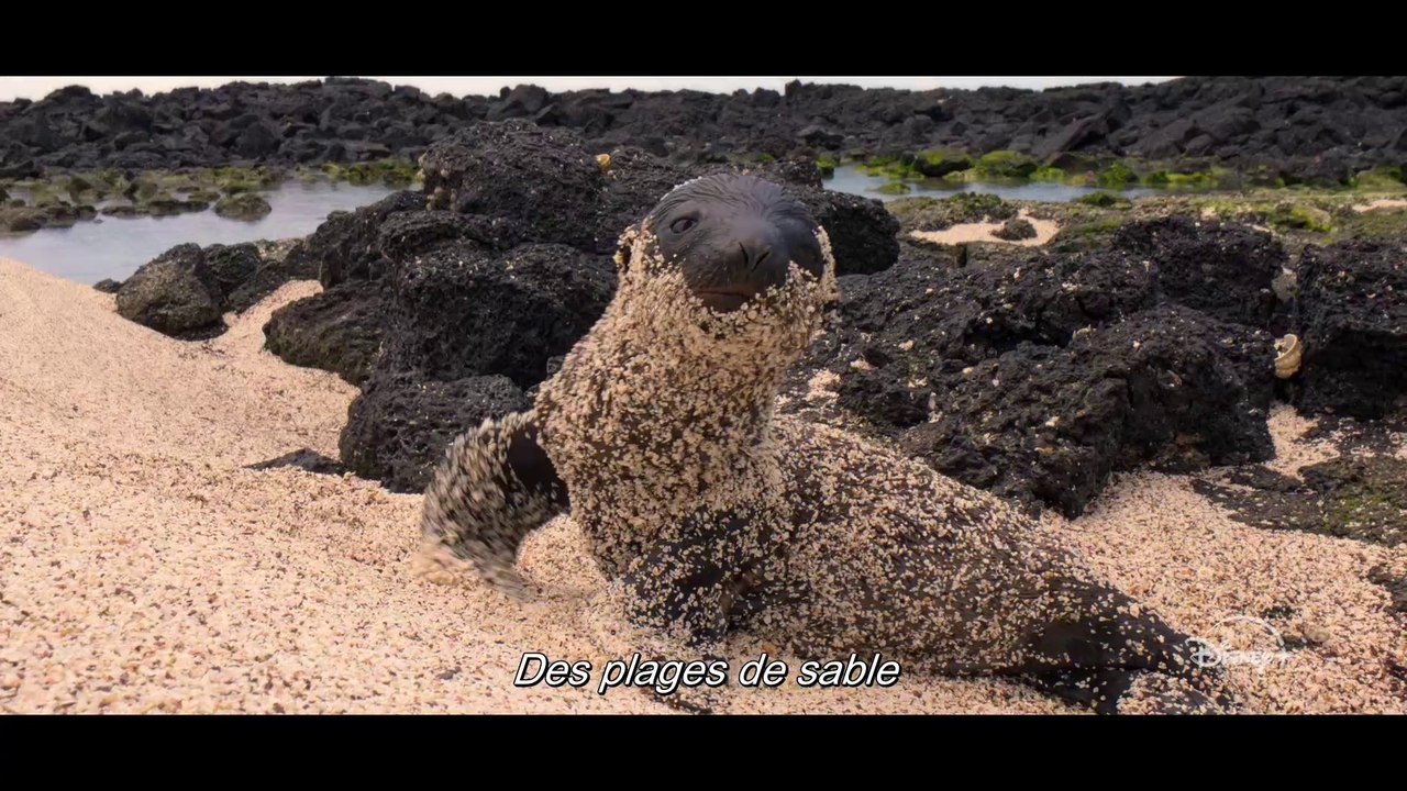 Otaries des Galápagos - Bande-annonce officielle (VOST) ｜ Disney+