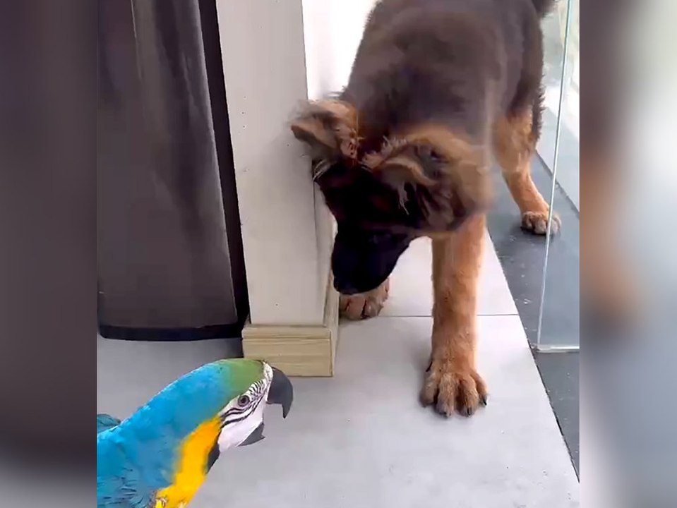 Tierische Freundschaft: Papagei und Hund rühren das Internet