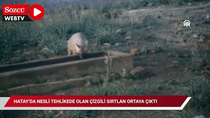 Hatay’da nesli tehlikede olan çizgili sırtlan ortaya çıktı