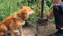 Więziona na ciężkim łańcuchu Marcysia nie może uwierzyć, że w końcu ktoś chce jej pomóc (video)